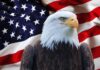 National Bald Eagle Day